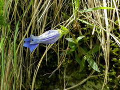 Gentiana clusii