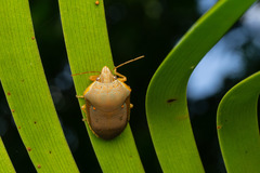 Coleotichus excellens