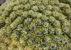 Aciphylla crosby-smithii
