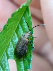 Xanthogaleruca aenescens