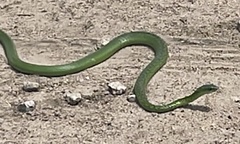 Philothamnus angolensis