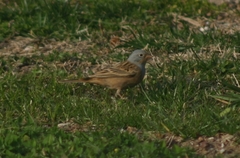 Emberiza caesia