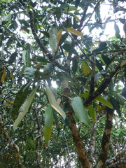 Garcinia xanthochymus