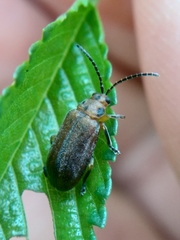 Xanthogaleruca aenescens