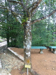 Garcinia xanthochymus