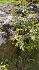 Scrophularia californica
