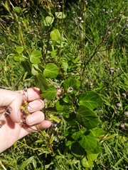 Cynanchum natalitium