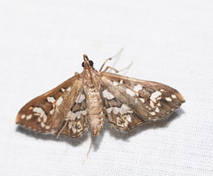 Ischnurges illustralis