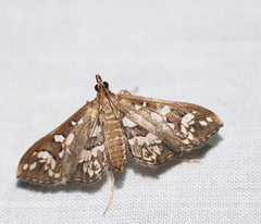 Ischnurges illustralis