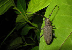 Pelargoderus bipunctatus