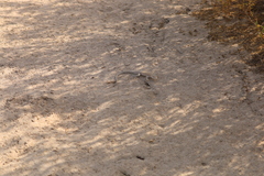 Acanthodactylus schmidti