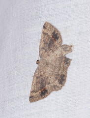 Casbia melanops