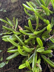 Bulbophyllum shepherdii