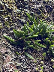 Bulbophyllum shepherdii