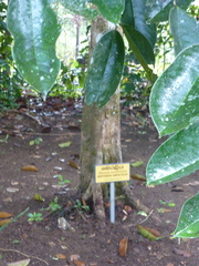Shorea cordifolia