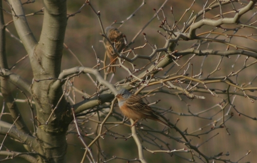 Cretzschmar's Bunting, Marmaris/Muğla, Türkei, photo 5 of 10