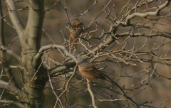 Emberiza caesia