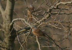 Emberiza caesia