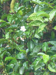Dillenia triquetra