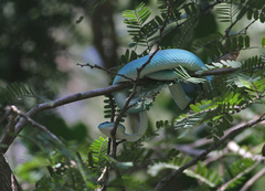 Trimeresurus insularis