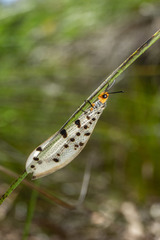 Myrmeleon erythrocephalus