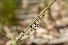 Myrmeleon erythrocephalus