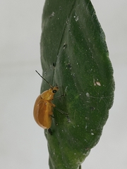 Ochralea nigripes