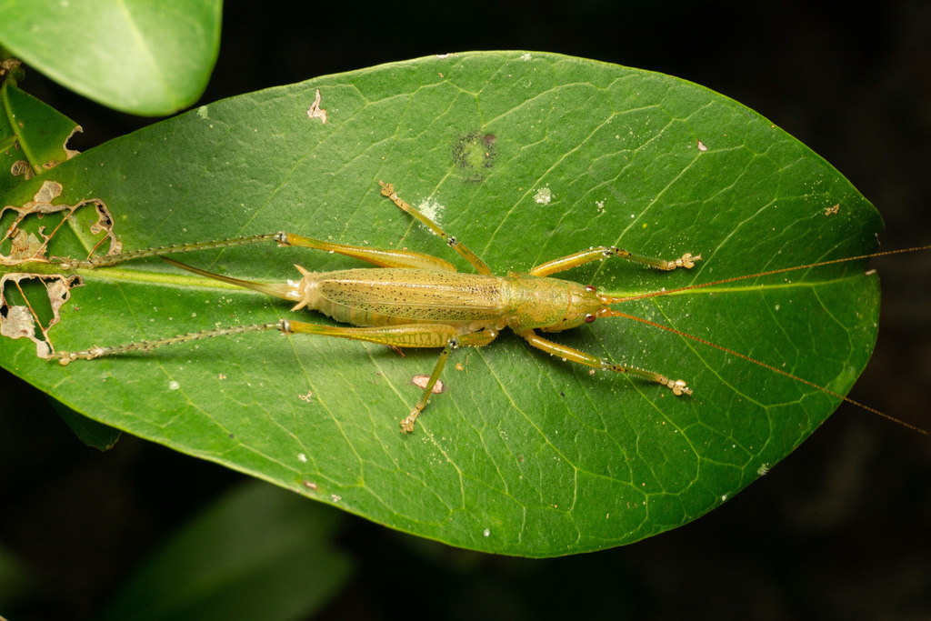 Greenagraecia cooloola