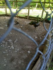 Pavo muticus