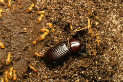 Aulacocyclus kaupii