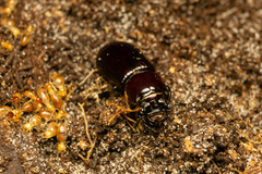 Aulacocyclus kaupii