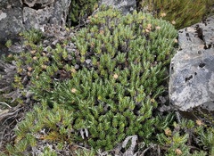 Celmisia ramulosa ramulosa