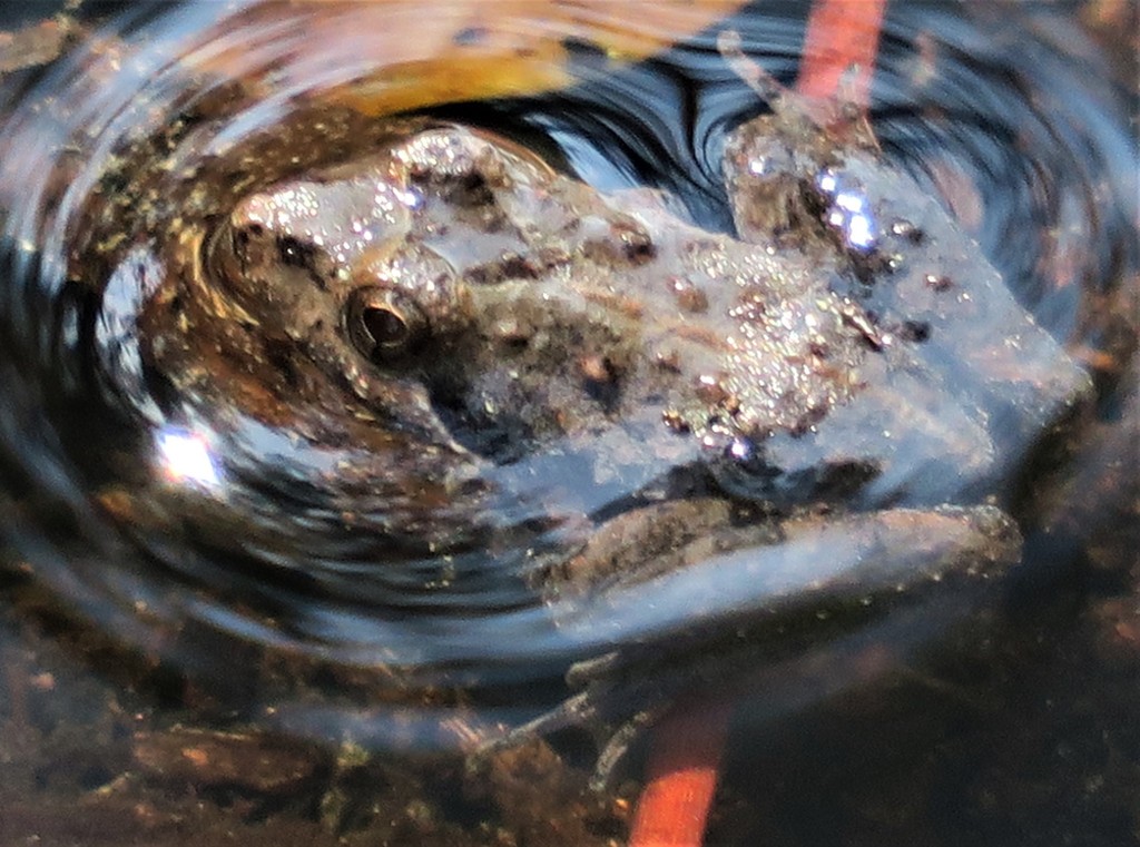 Florida Cricket Frog From Suwannee County Fl Usa On March 21 2022 At