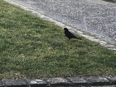 Turdus merula