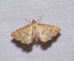 Musotima ochropteralis