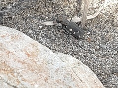 Cicindela transbaicalica japanensis