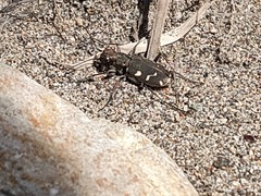 Cicindela transbaicalica japanensis