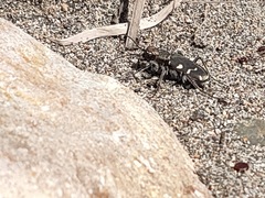 Cicindela transbaicalica japanensis
