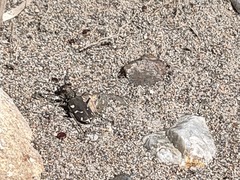 Cicindela transbaicalica japanensis