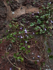Cymbalaria muralis