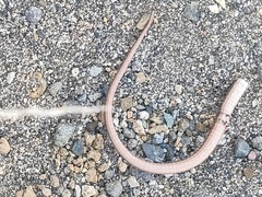 Takydromus tachydromoides