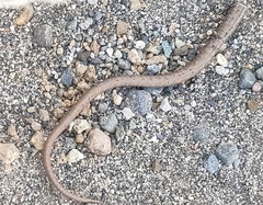 Takydromus tachydromoides