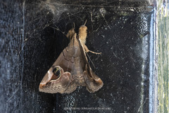 Ommatophora luminosa