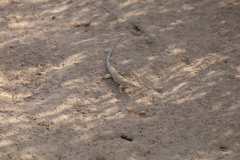 Acanthodactylus schmidti