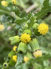 Asteraceae