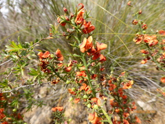 Sphaerolobium acanthos