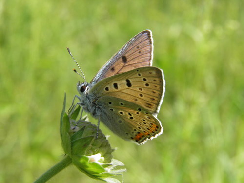 Čiobrelinis Auksinukas