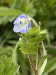 Veronica persica