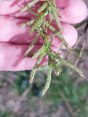 Salix