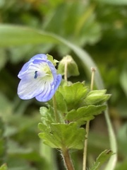 Veronica persica